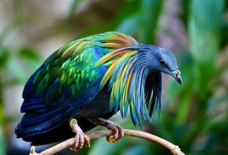 25 plus beaux oiseaux du monde