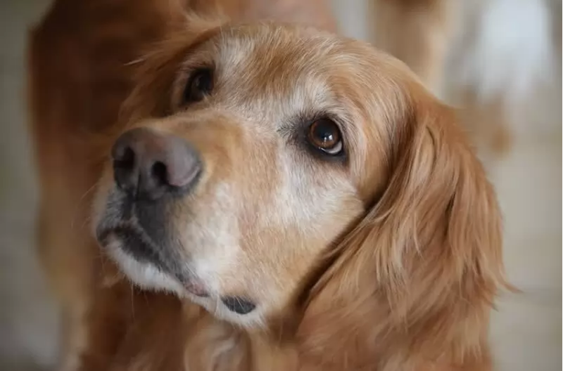 Les 10 millors races de gossos amigables que són ideals per a la vostra família