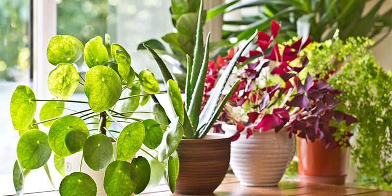 긍정적인 에너지, 부 등을 가져다주는 가정용 Vastu 식물 10가지