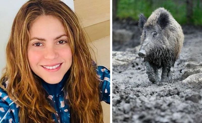 Penyanyi Shakira dan Anaknya Diserang Babi Hutan di Barcelona